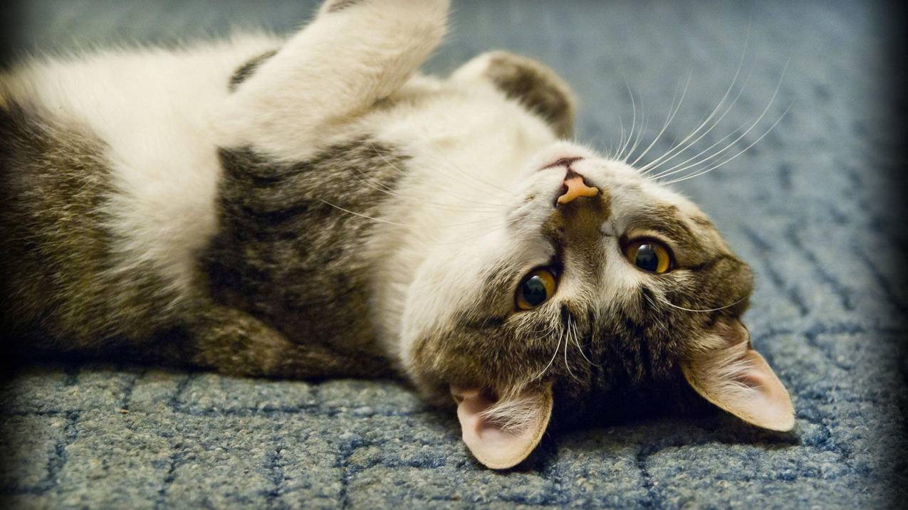 词根词缀词源在线查询中文版_词根词缀词源在线查询中文版下载 - messenger相关 - 55dz账号网