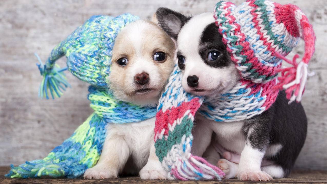 苹果小火箭怎么下载?  ( 安卓怎么下小火箭 ) - 55dz账号网