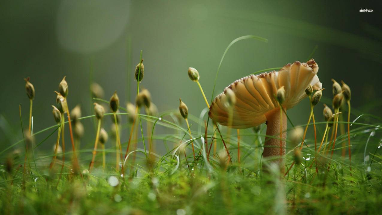 fifaonline4强化段位保护券_fifaonline4定级积分 - Line相关 - 55dz账号网