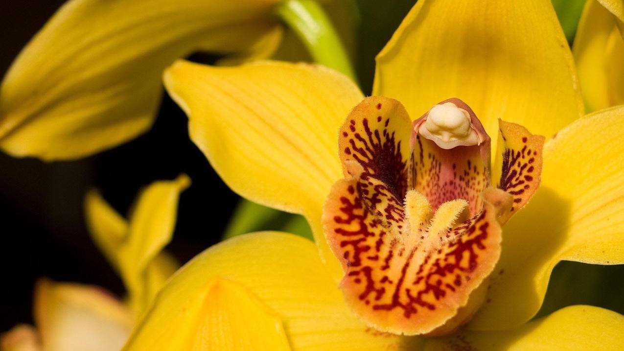 小火箭如何安装到索尼电视  ( 安卓怎么下小火箭 ) - 55dz账号网