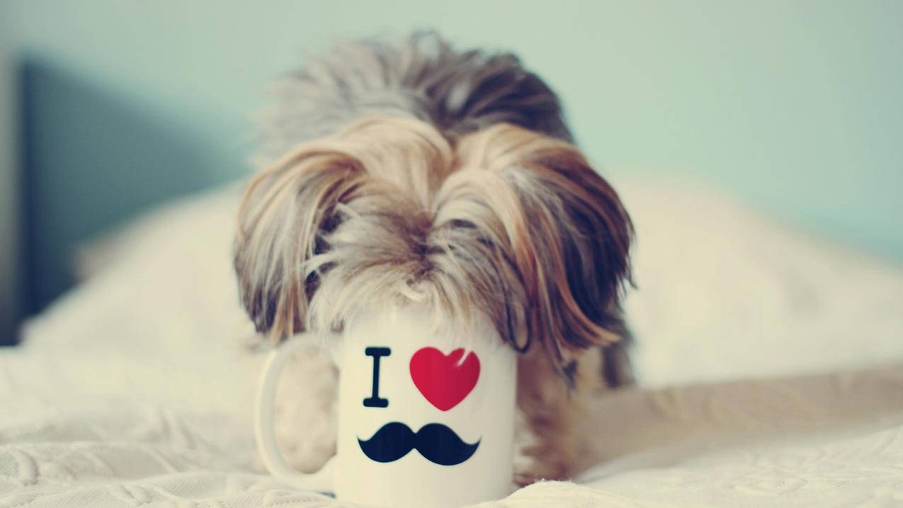 怎么弄外国的越南苹果id（苹果怎么出口到越南） - 各区苹果ID - 55dz账号网