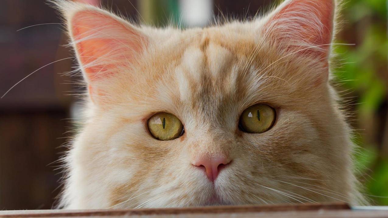 越南苹果id验证码在另一台哪输入 - 各区苹果ID - 55dz账号网