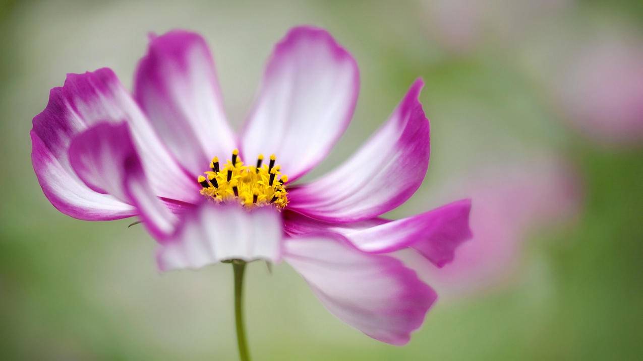 韩国苹果id一般是用真名吗_韩国的苹果id - 韩国苹果id - 55dz账号网