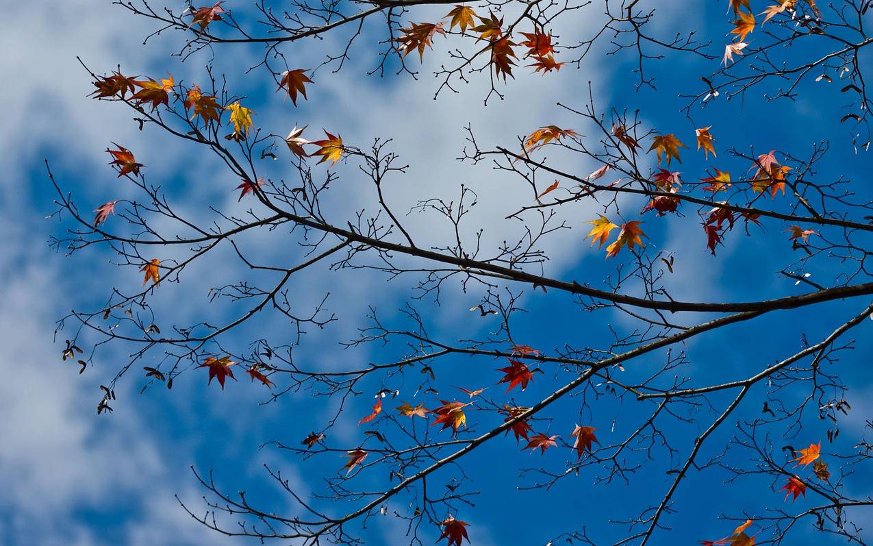 修改日本苹果id账号_苹果日本ID账号 - 日本苹果ID - 55dz账号网