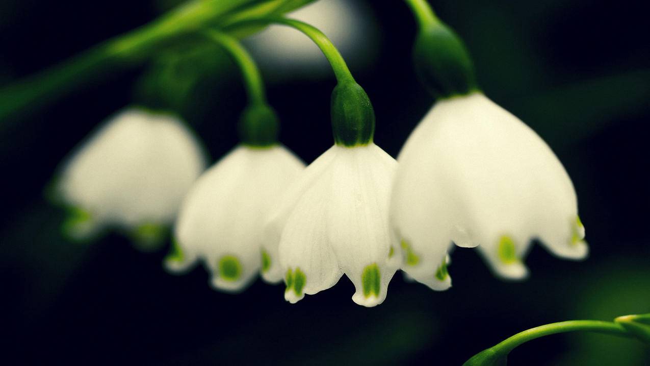 抖音工作手机是什么-dy业务网