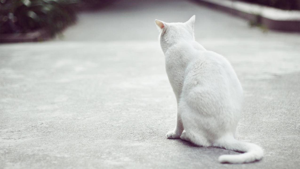 shadow rocket节点超时  ( shadow rocket不能用了? ) - 55dz账号网