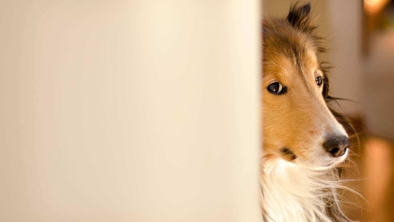 拼多多砍价能砍价多少钱 - 低价下单平台 - ks业务网