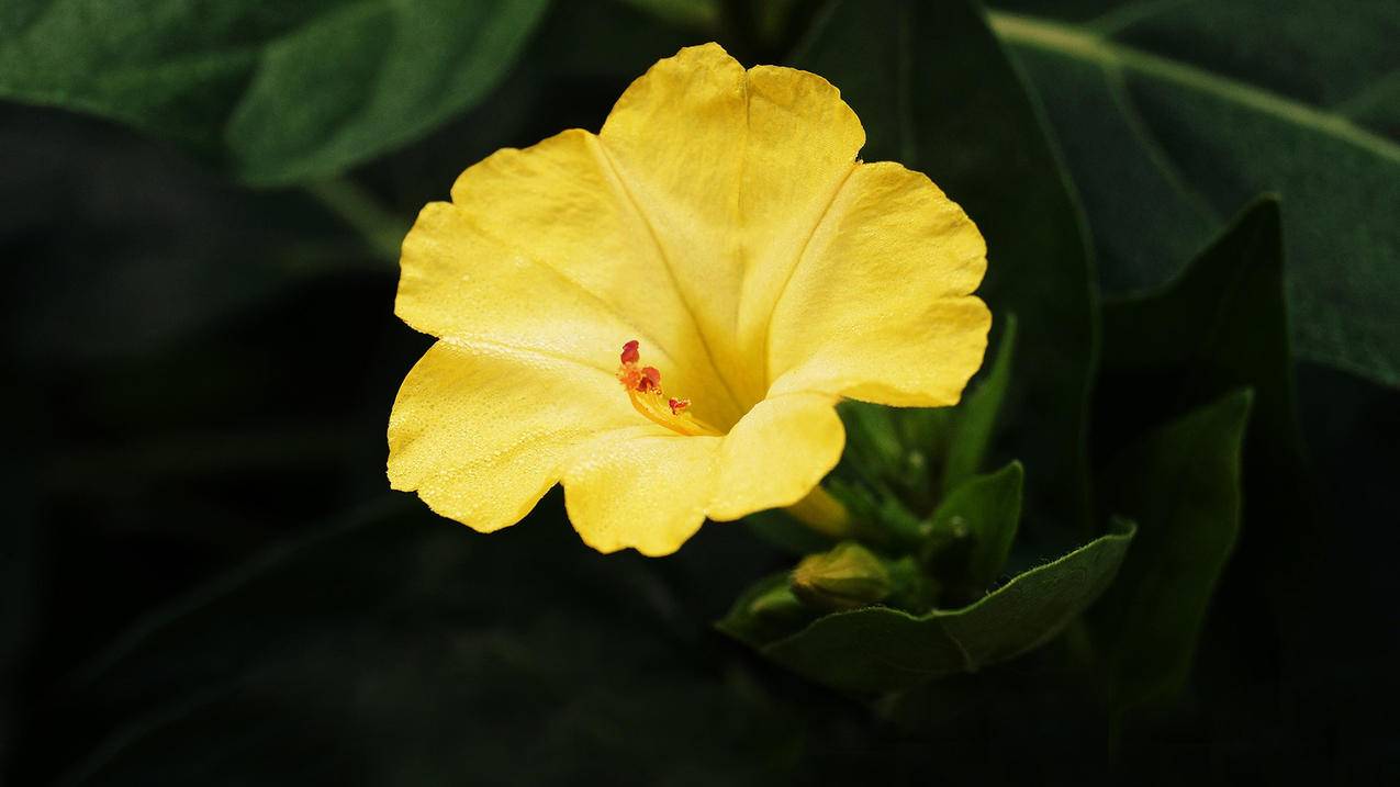 日本苹果id显示被停用怎么办_日本id已停用 - 日本苹果ID - 55dz账号网