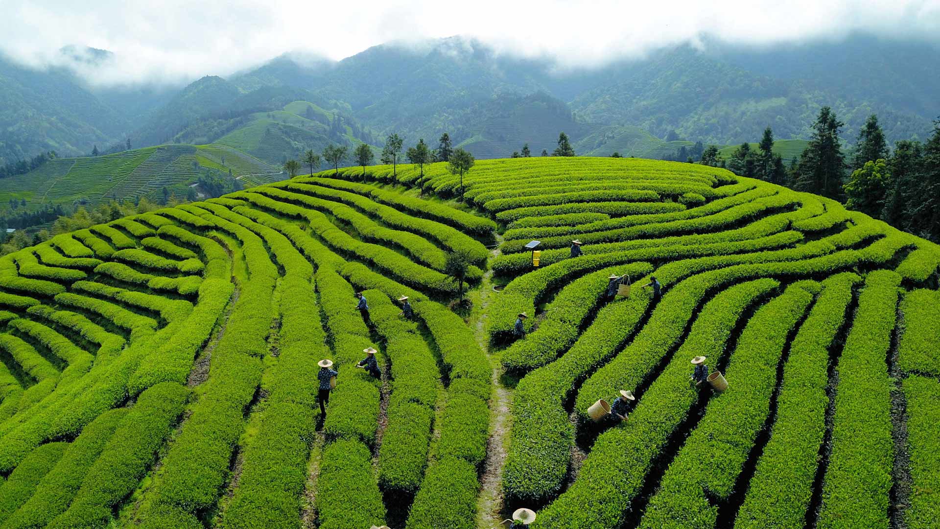 苹果手机如何查看自己的appleid密码呢? ， 苹果手机怎么查id密码是多少?  - 55dz账号网