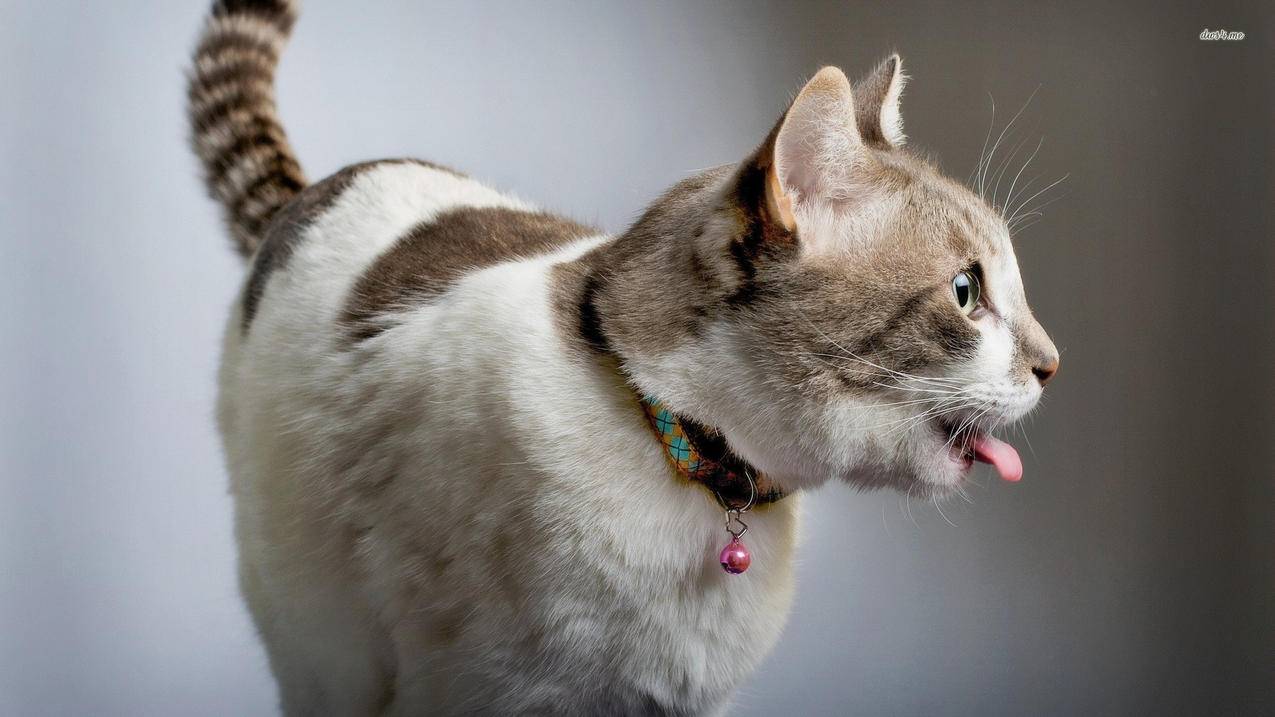 appleid已解锁什么意思_苹果id锁已开启啥意思 - Apple ID相关 - 55dz账号网