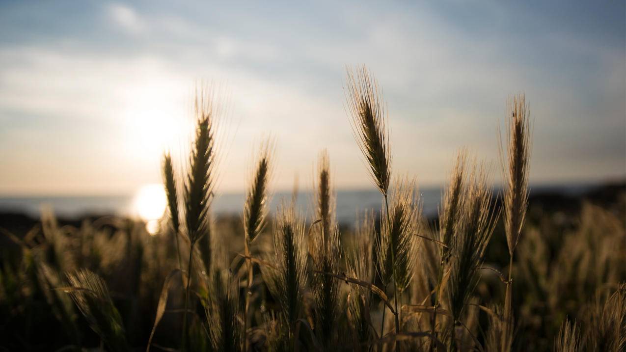 教大家强制退出ID账号 ， 怎么强制退出苹果id  - 55dz账号网