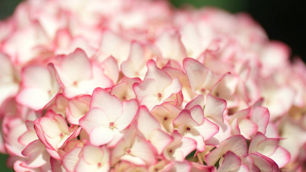 菲律宾apple id跳出其他人的账号验证（菲律宾apple id跳出其他人的账号验证码） - 各区苹果ID - 55dz账号网