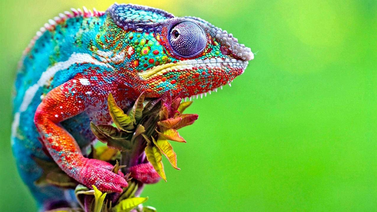 拼多多砍价钻石刀怎么弄-dy业务网