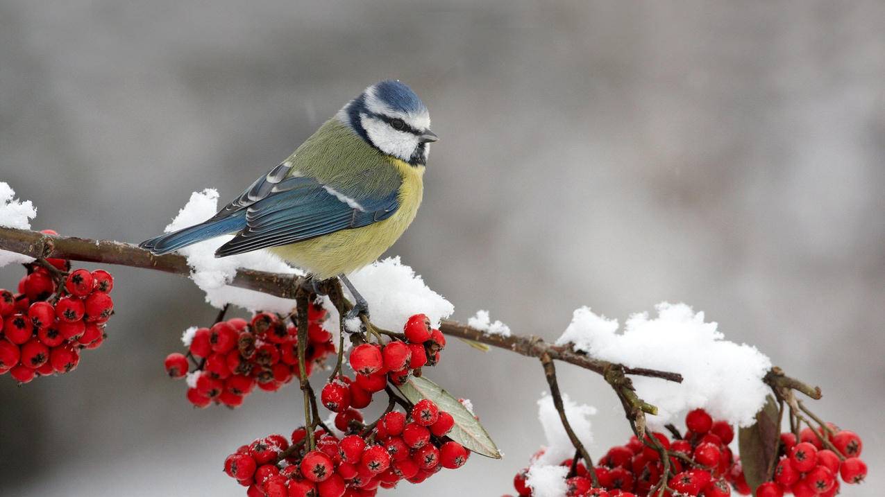 正在设置appleid_正在设置appleid可以退出来吗 - Apple ID相关 - 55dz账号网