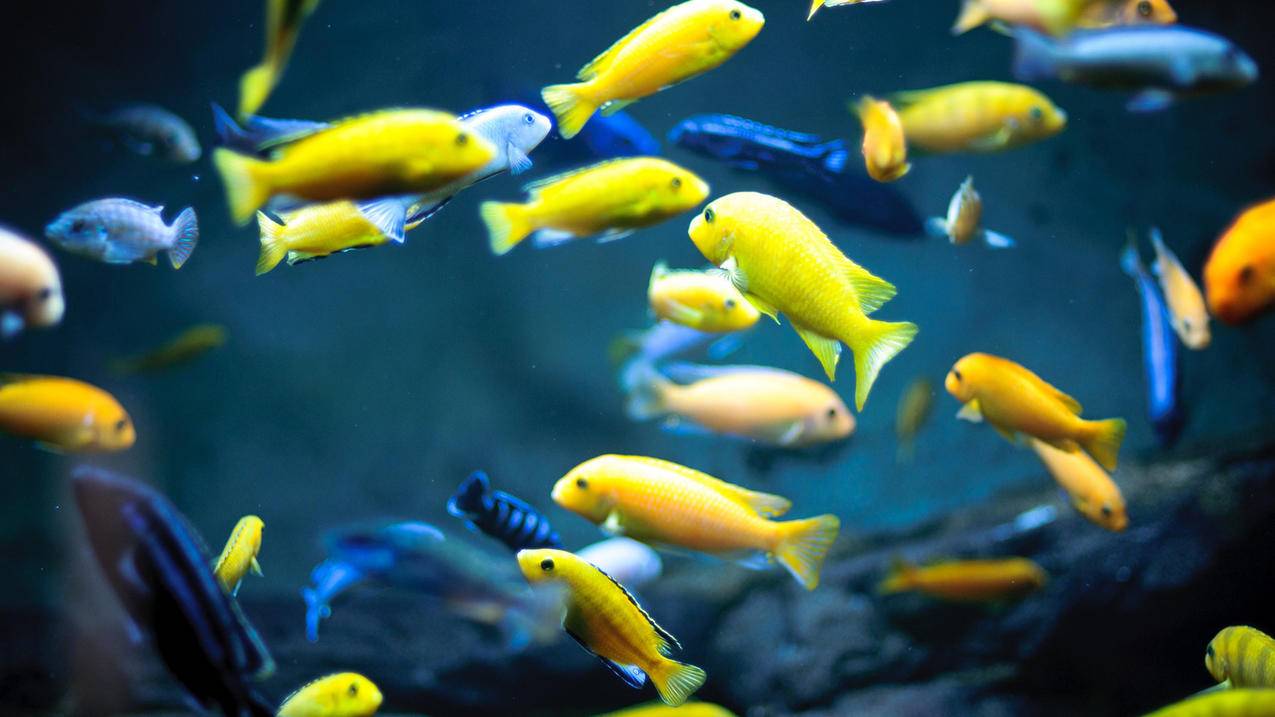 如何利用苹果充值卡赚钱? ， 淘宝禁售app store充值卡是真的吗?买到假货可就自己吃亏了  - 55dz账号网