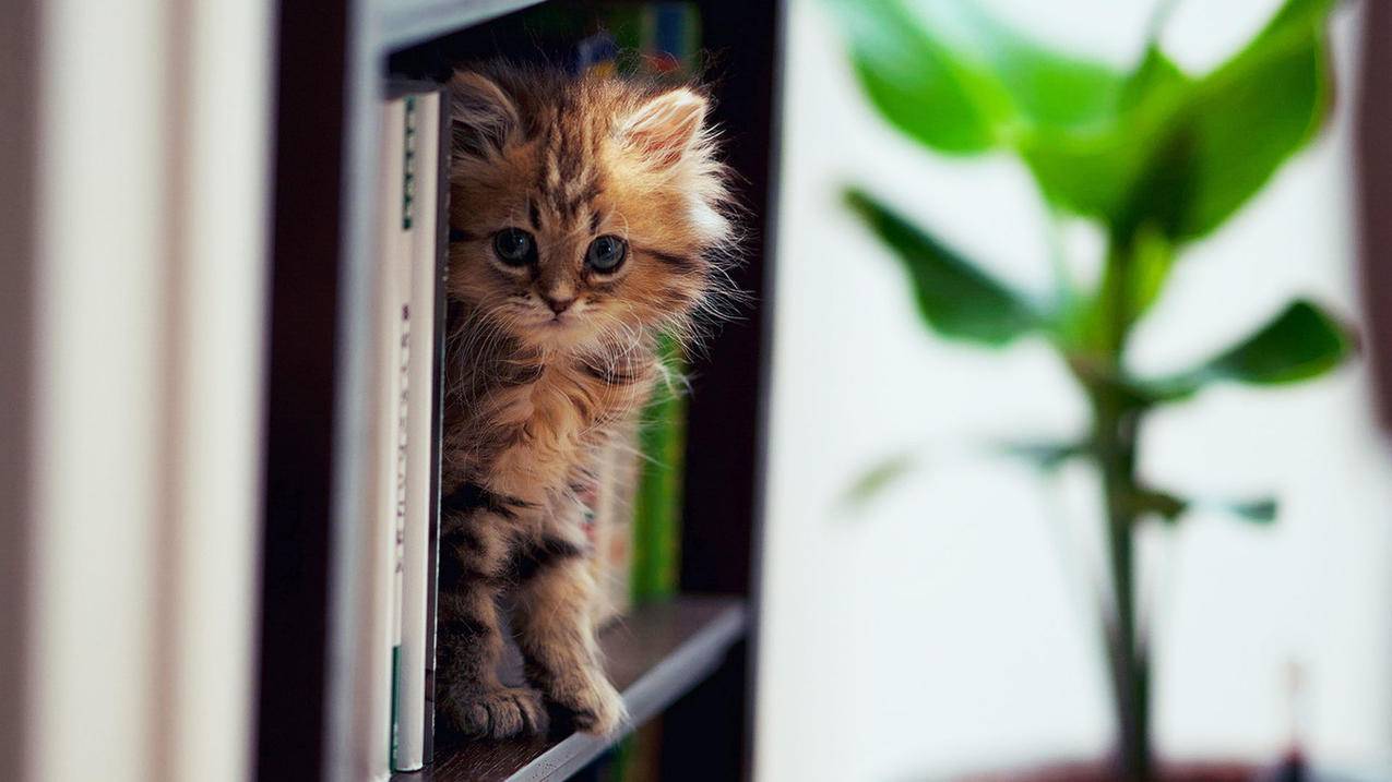 苹果id无法充值怎么解决_为什么我的苹果id无法充值 - 各区苹果ID - 55dz账号网