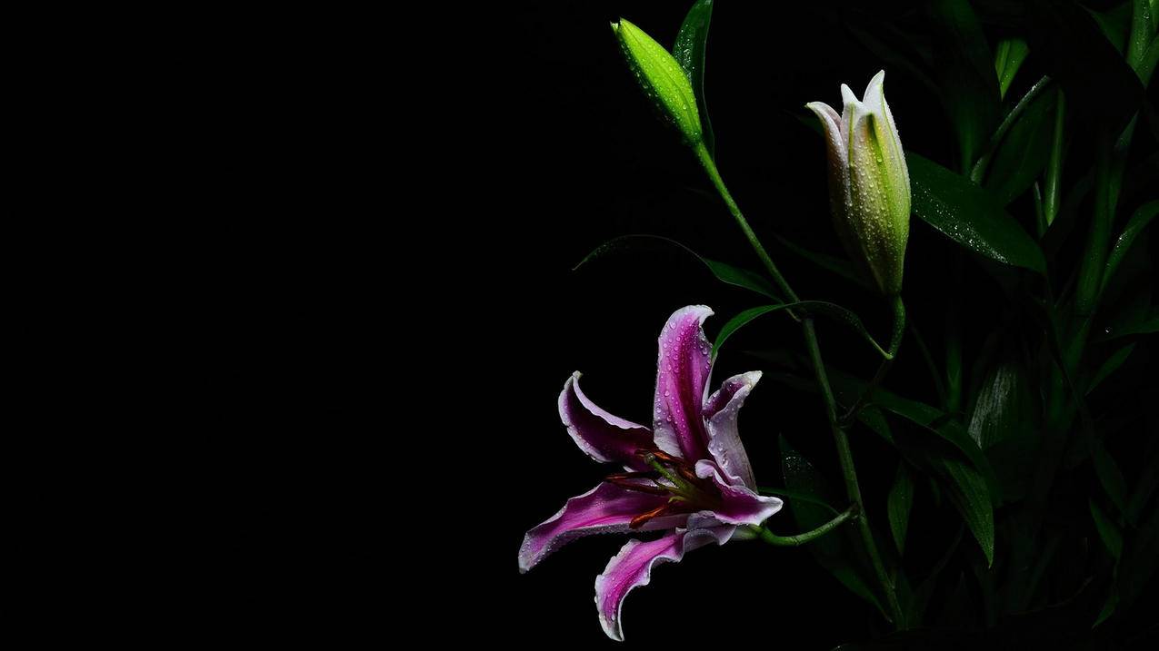 51自助下单平台-qq空间刷赞刷留言软件手机版,代赞网 快手业务,秒赞网免费刷说说赞