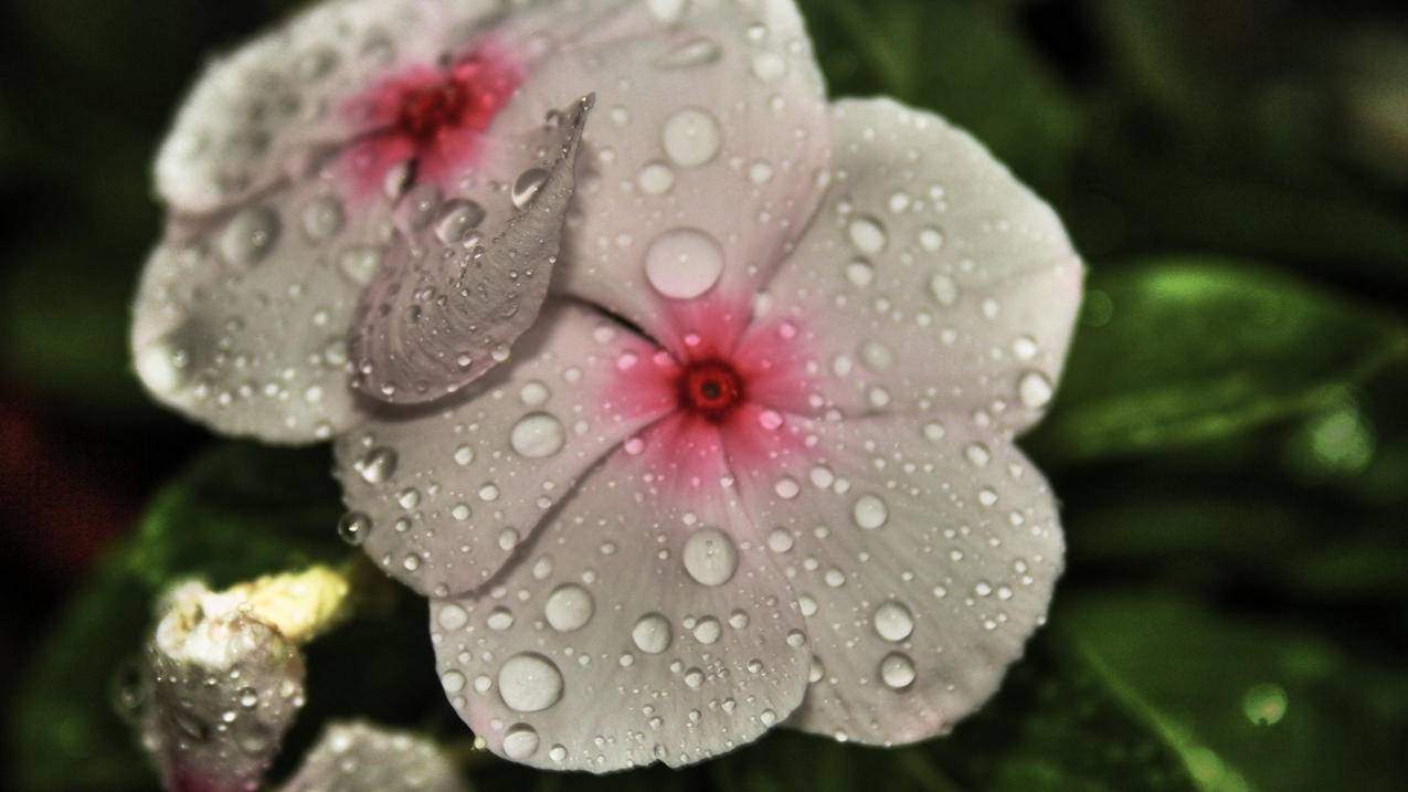 跨境电商ozon出单技巧，从选品到营销的全面指南-苹果id平台