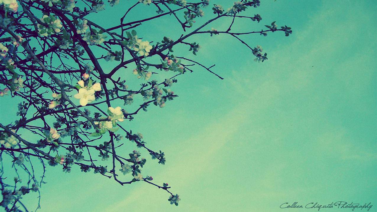 苹果id日本地区信息_日本地区apple id信息 - 日本苹果ID - 55dz账号网