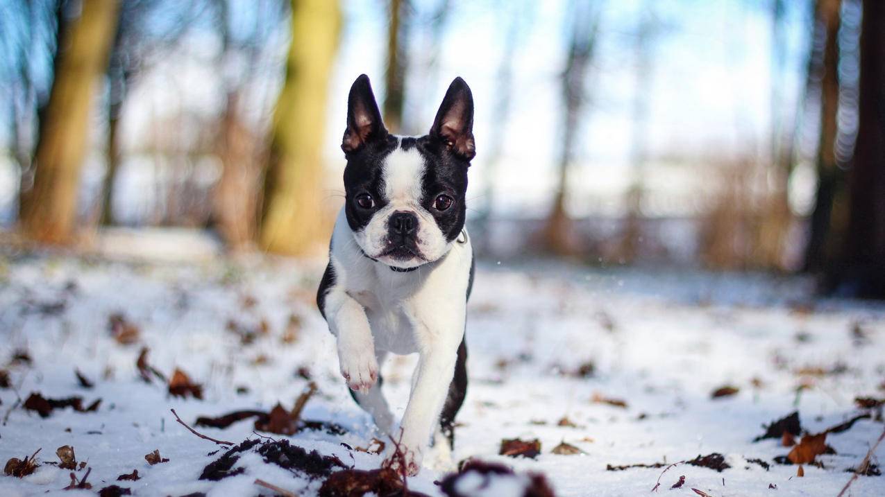 抖店如何给千川授权？ - ks自助下单 - ks业务下单