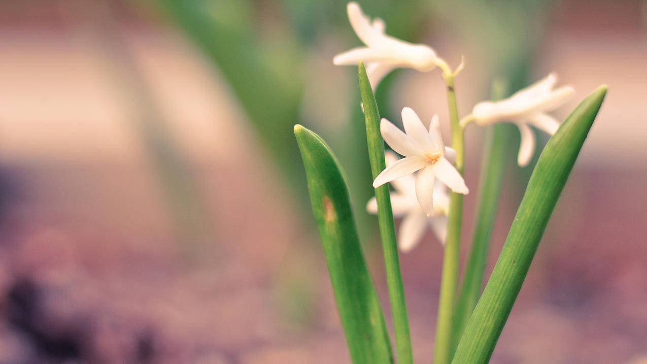 千川如何复制商品链接？ - ks自助下单 - ks业务下单