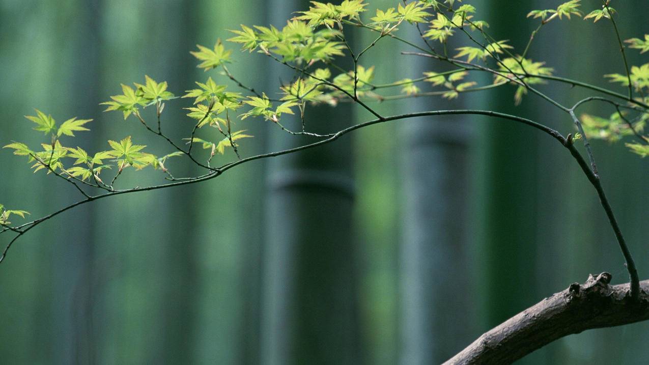 节点3_节点317 - 注册外服方法 - 55dz账号网