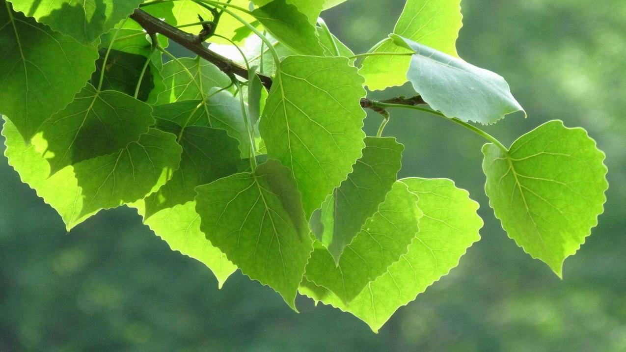 apple id是手机号码,那登录的时候id格式是什么,直接打手机号说格式不对 ， 苹果手机手机号id格式是什么  - 55dz账号网