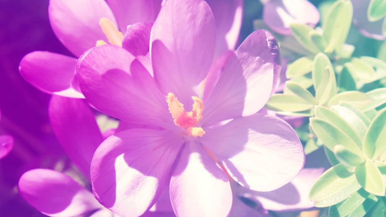 不用苹果id下载应用appleid_不用苹果id下载应用app - 各区苹果ID - 55dz账号网