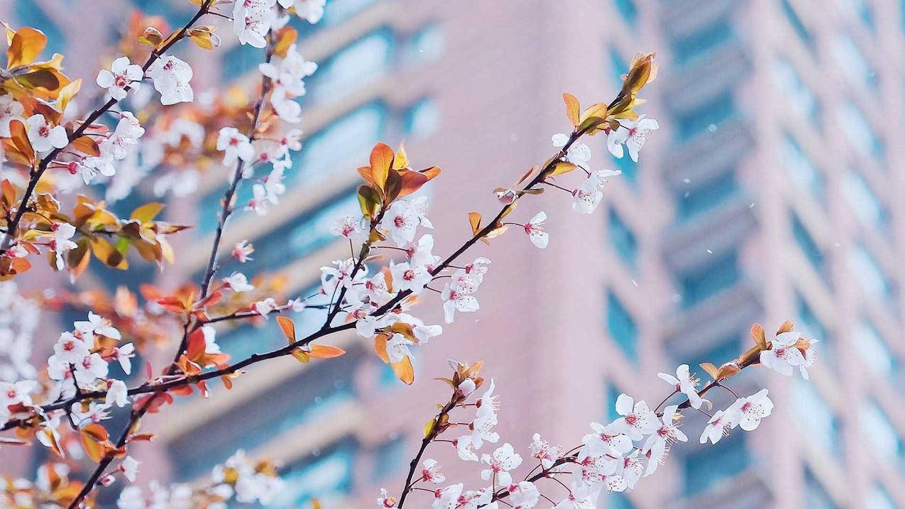 香港苹果id共享账号密码每日更新_香港苹果id共享账号最新 - 香港苹果ID - 55dz账号网