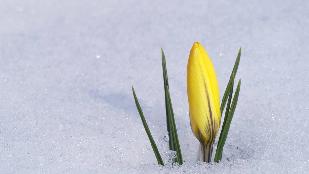 zoom的实时转录文字保存在哪里_zoom转录文字怎么保存 - zoom相关 - 55dz账号网