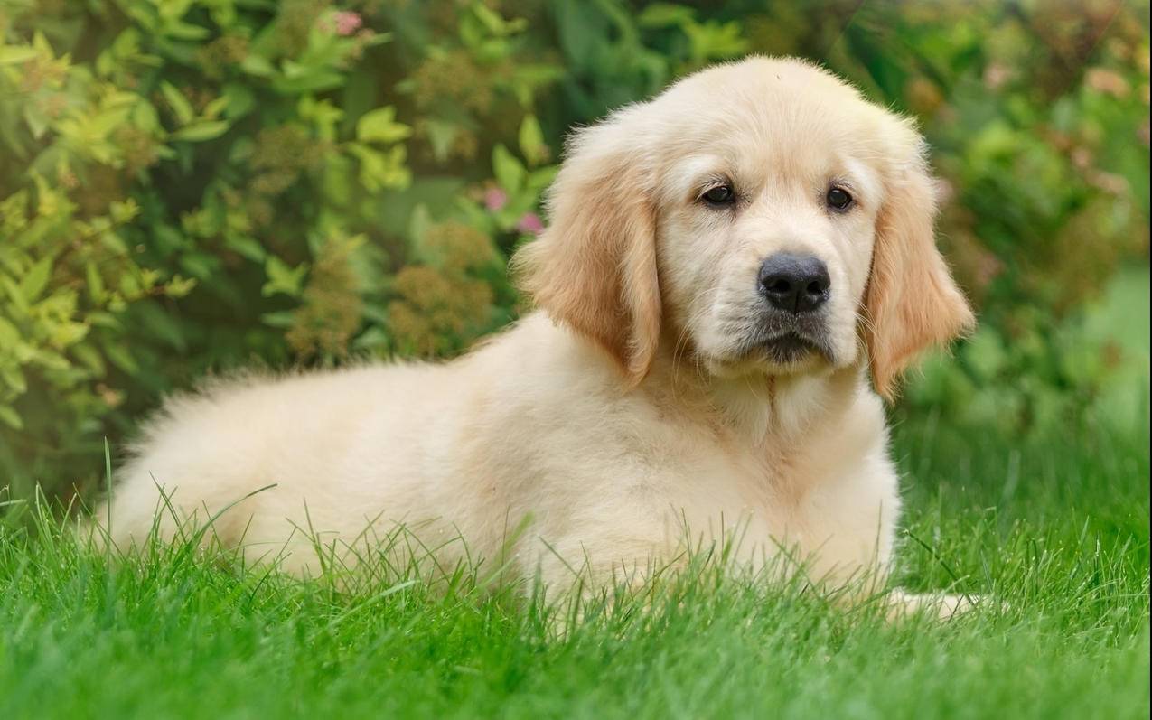 zoom气垫踩不开后会小吗_zoom气垫踩开和不踩开差别 - zoom相关 - 55dz账号网