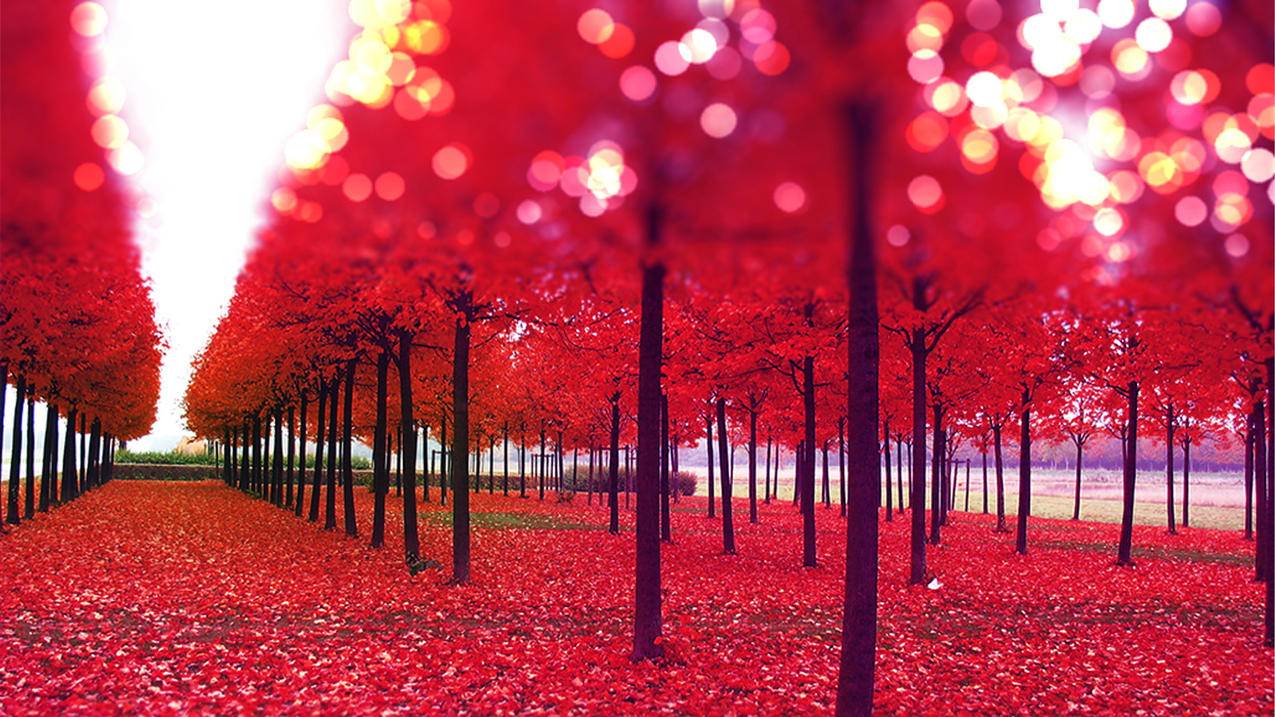 ins风复古玫瑰花壁纸高清配套_ins超火玫瑰花壁纸 - INS相关 - 55dz账号网