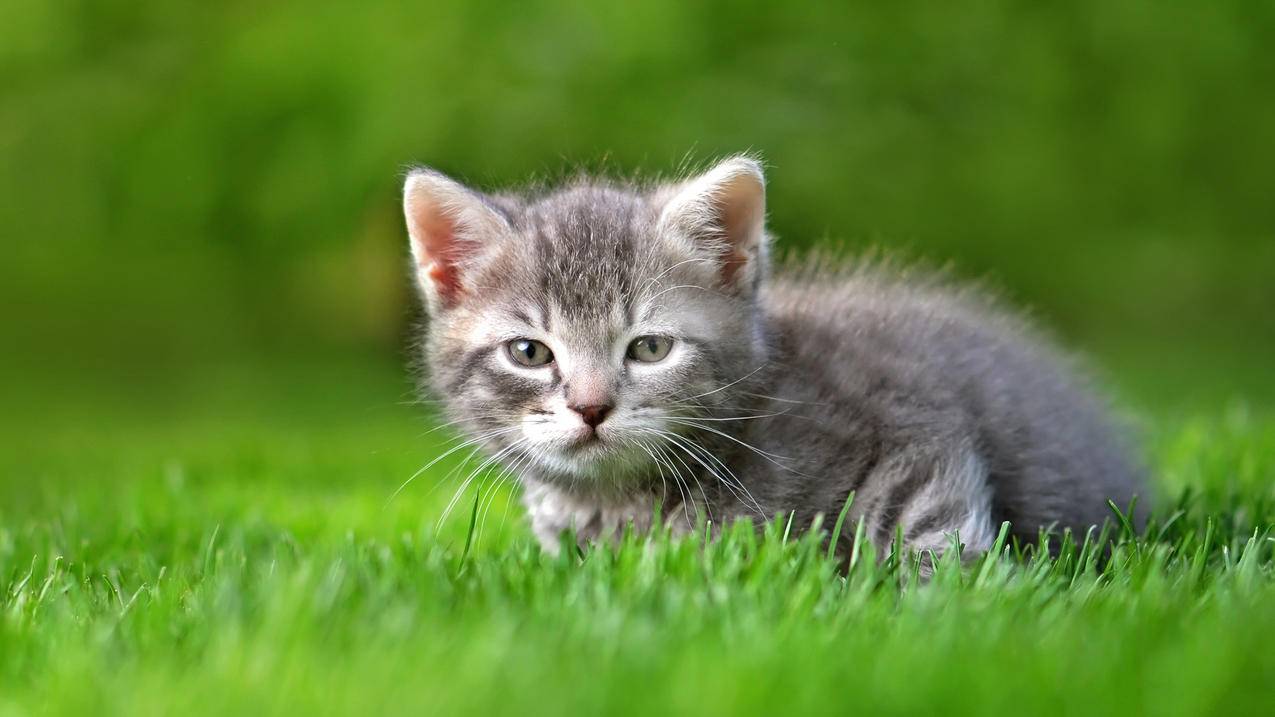 海外抖音tiktok安卓下载_外国抖音tiktok下载安卓 - 苹果APP下载 - 55dz账号网