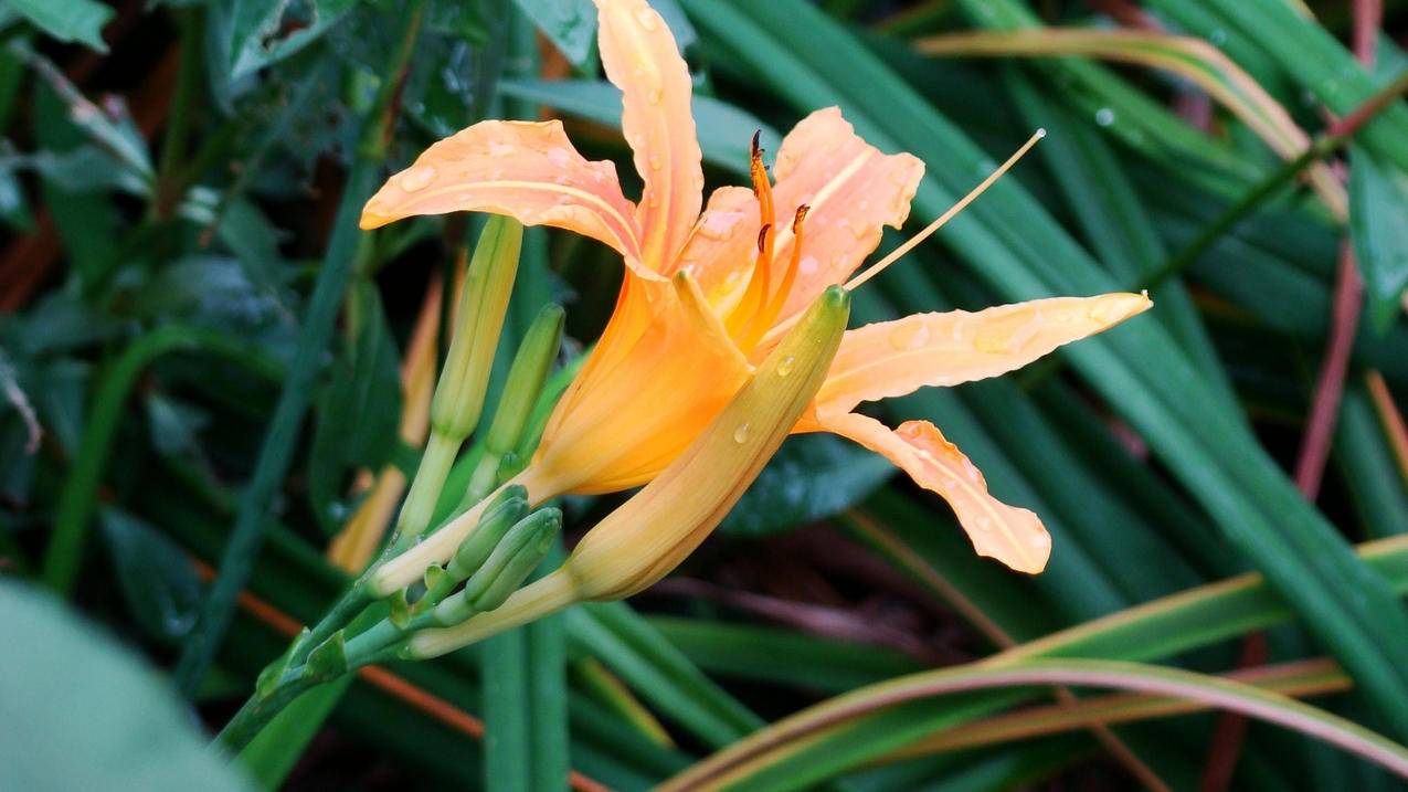 appleid密码在哪里查看 ， 苹果手机id的密码是哪里看到的?  - 55dz账号网