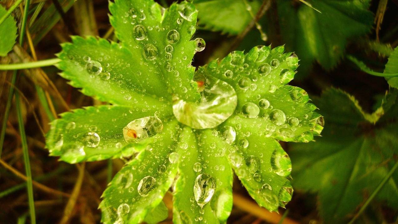 小红书如何正确投放淘宝链接？步骤与注意事项解析 - 网络资讯 - ks业务下单