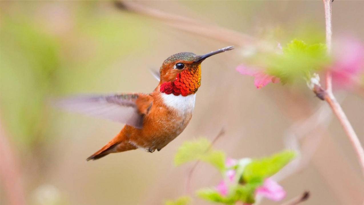 google浏览器弹窗打不开_谷歌浏览器弹窗打不开 - google相关 - 55dz账号网