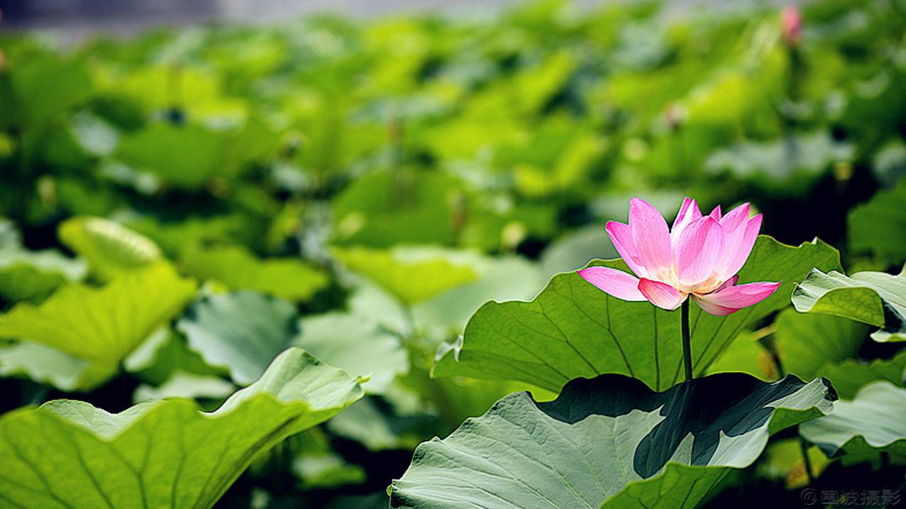 小火箭怎么设置app走数据  ( 小火箭在哪里充值 ) - 55dz账号网