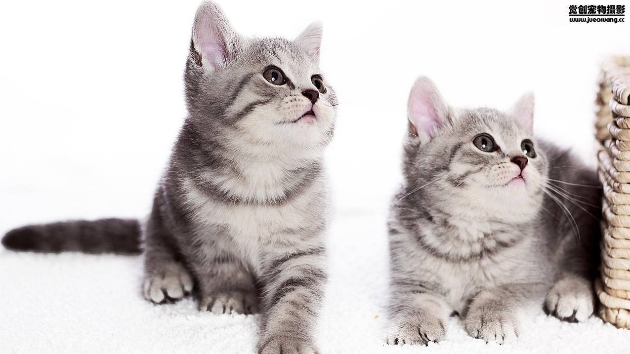 连接CarPlay，一定要解锁手机吗？ - Apple ID相关 - 55dz账号网