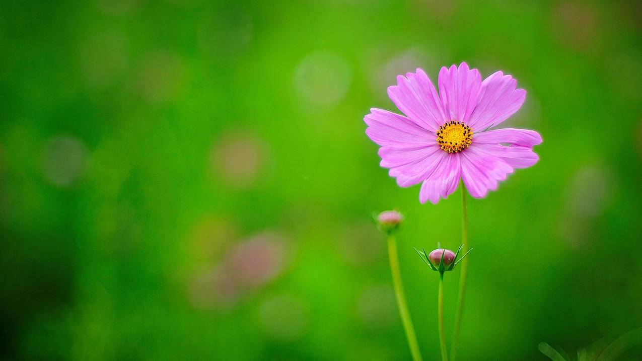 QQ刷热度网站 - 爱逛直播刷人气,低价快手刷双击秒刷_抖音刷直播间人气平台