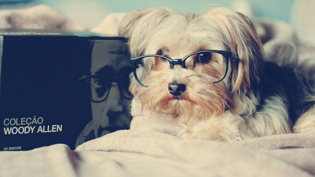 小小火箭电脑版下载,手游PC版单机版介绍_小小火箭电脑版下载,手游PC版单机版是什么  ( 小火箭怎么在ios上下载? ) - 55dz账号网