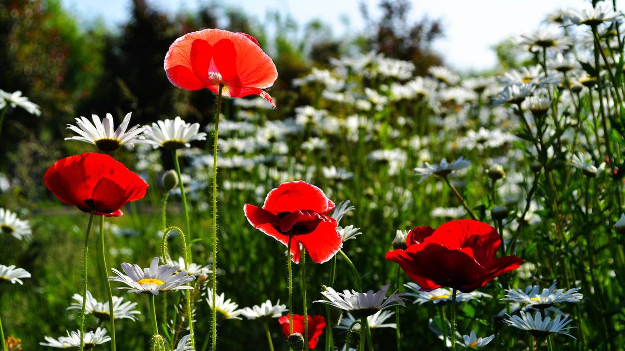 华为手机如何安装谷歌Play商店  ( 华为手机怎么安装google ) - 55dz账号网