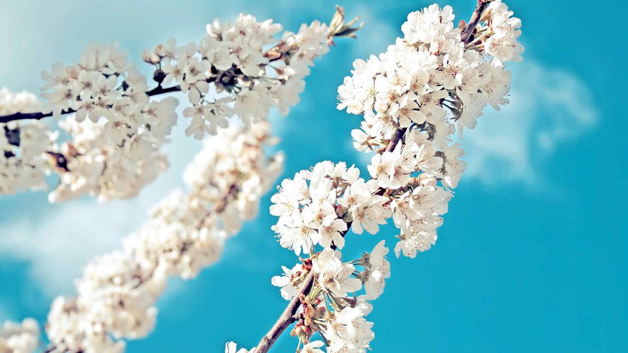 苹果手机的id付款信息手机号怎么改? ， id支付怎么解绑  - 55dz账号网