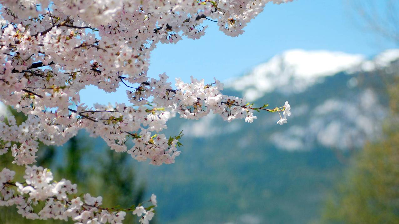 苹果手机id怎么看登陆过哪些设备? ， 怎么查苹果id登录记录?  - 55dz账号网