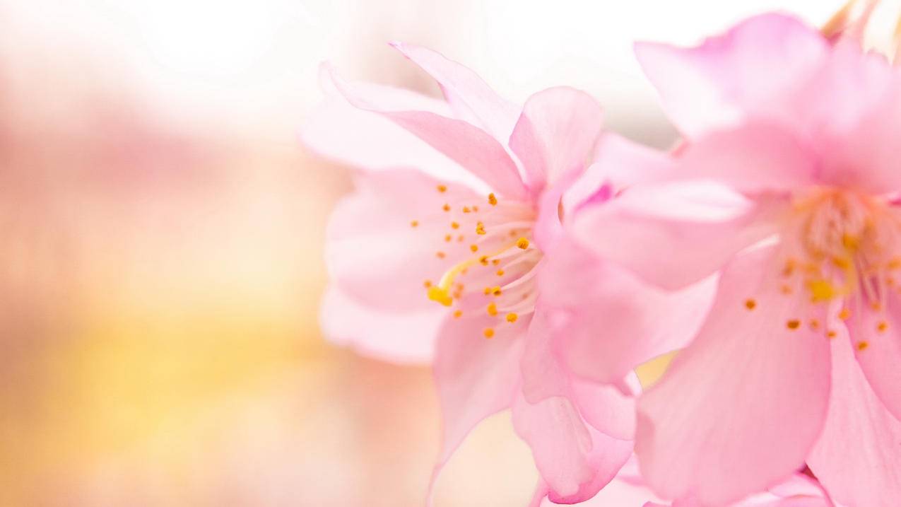 喜欢刷抖音叫什么-dy业务网