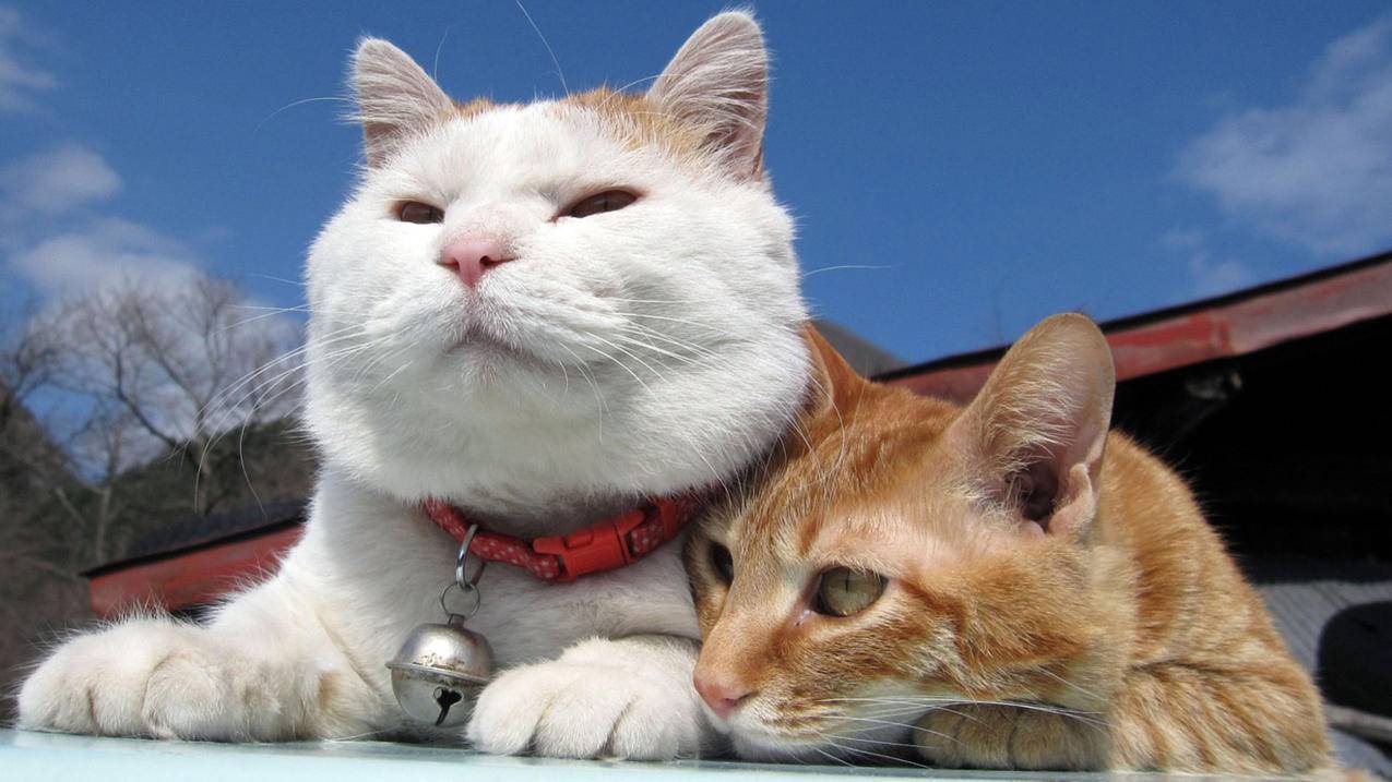 快手业务粉丝刷网站-qq免费刷赞神器苹果版,卡盟网价格,qq免费刷赞网站qq,微博免费粉丝