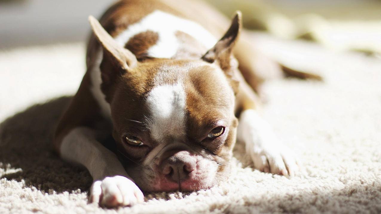 注册韩国苹果id账号多少钱_注册韩国苹果id账号多少钱一个 - 韩国苹果id - 55dz账号网