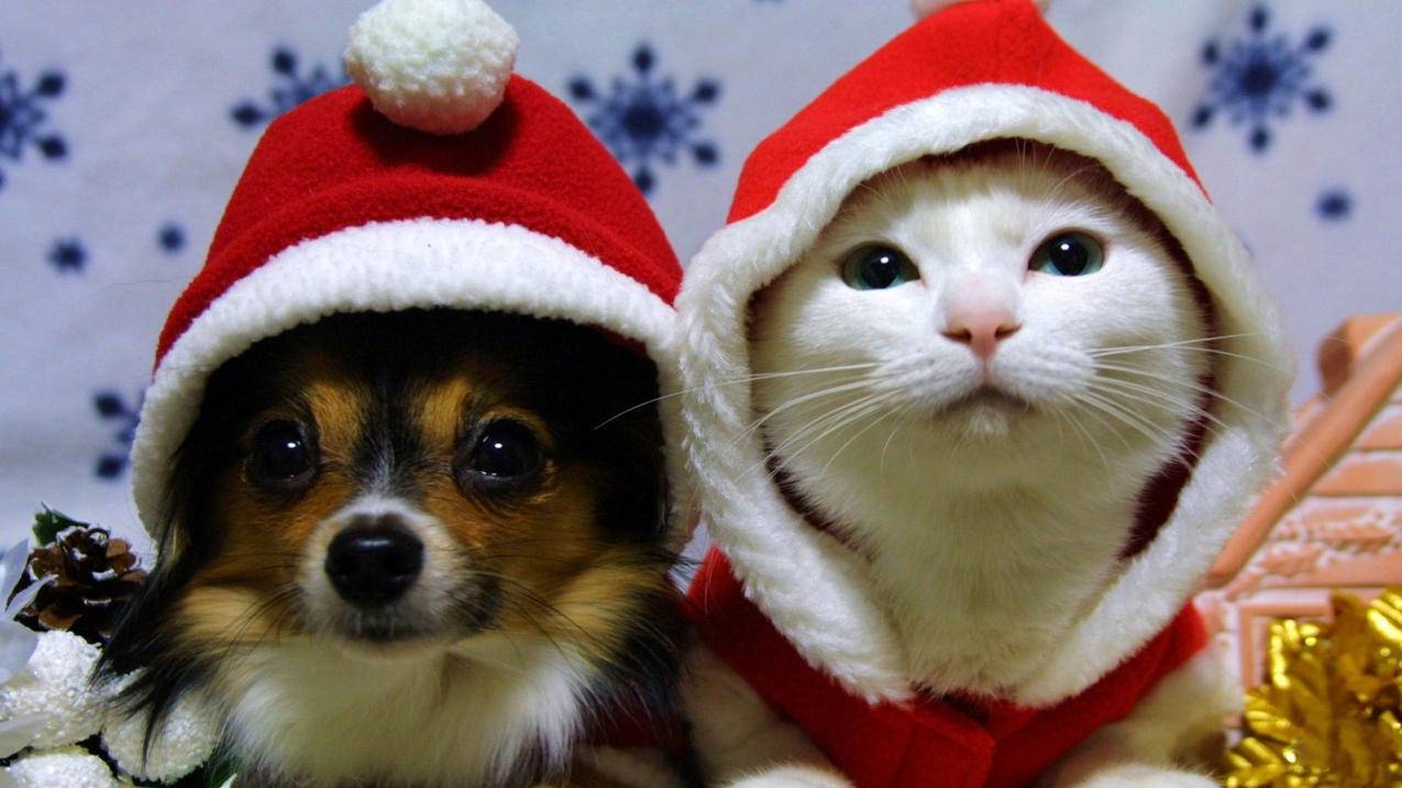 如何领千川券红包啊？ - ks自助下单 - ks业务下单