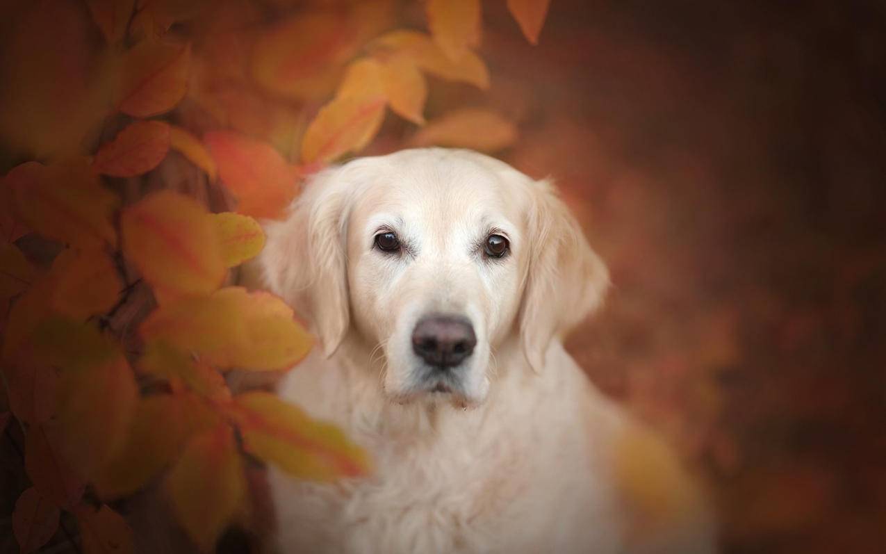 抖音免费刷播放网址微信支付,qq等级代挂,快手刷赞24小时在线下单