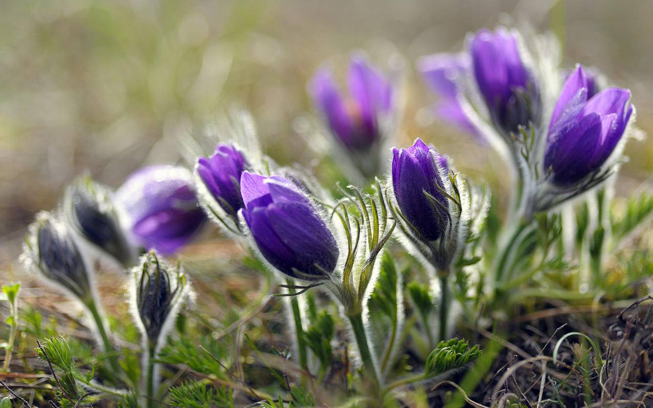 clashforandroid官网充值_clash for android购买 - clash相关 - 55dz账号网