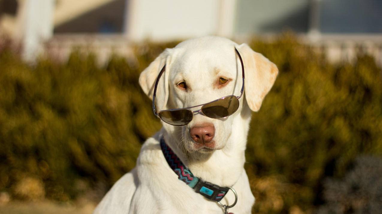 怎么解决苹果id验证服务器身份失败 ， appleid验证失败是怎么回事?  - 55dz账号网